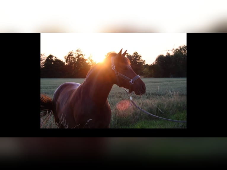Más ponis/caballos pequeños Yegua 10 años 147 cm Alazán-tostado in MeckenheimMeckenheim