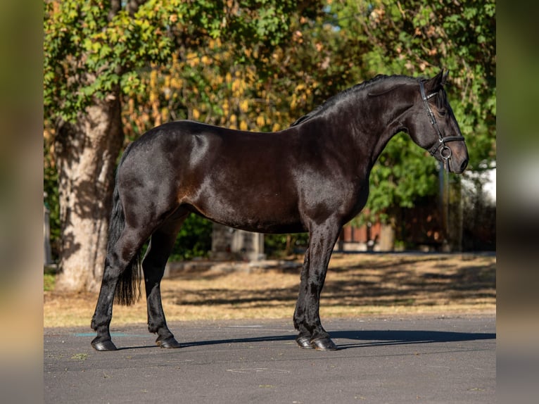 Más ponis/caballos pequeños Yegua 10 años 155 cm Castaño oscuro in Neugaarz