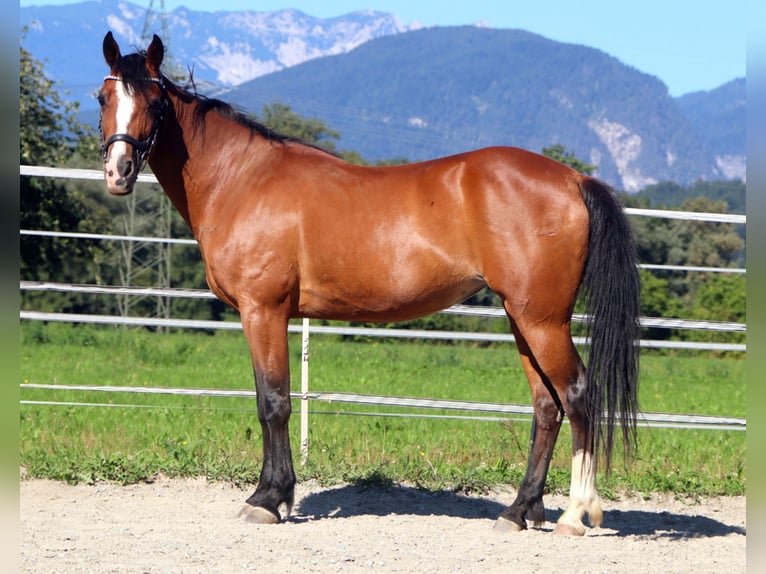 Más ponis/caballos pequeños Yegua 10 años Castaño in Kirchbichl