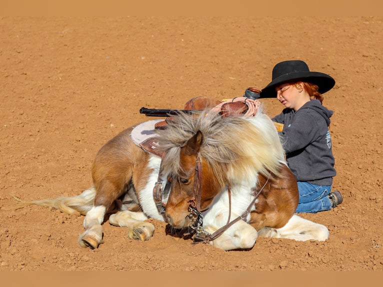 Más ponis/caballos pequeños Yegua 11 años 117 cm Pío in Edgewood