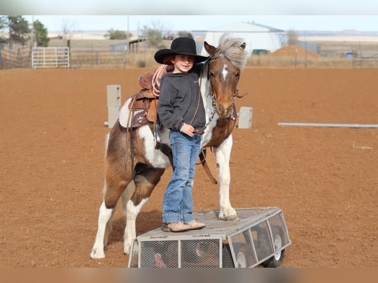 Más ponis/caballos pequeños Yegua 11 años 117 cm Pío in Edgewood