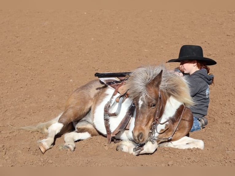 Más ponis/caballos pequeños Yegua 11 años 117 cm Pío in Edgewood
