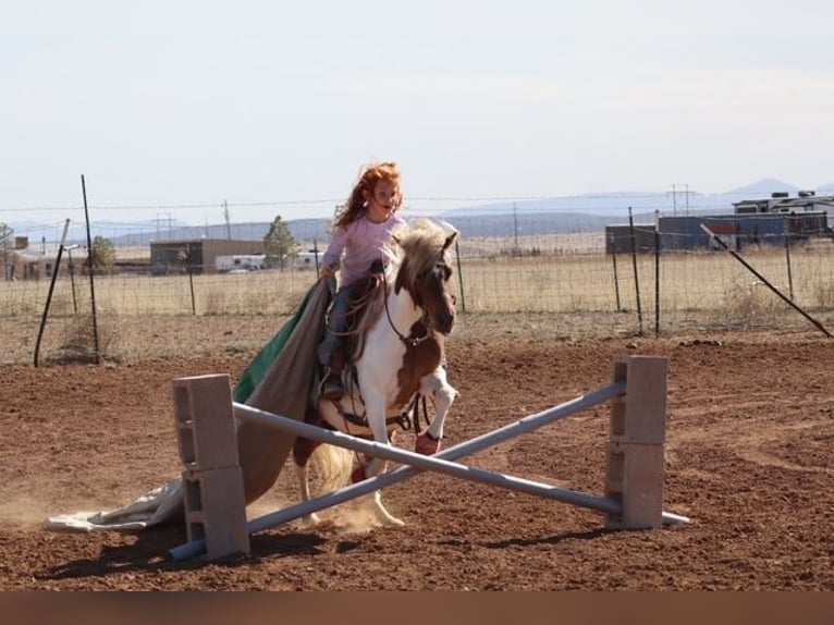 Más ponis/caballos pequeños Yegua 11 años 117 cm Pío in Edgewood