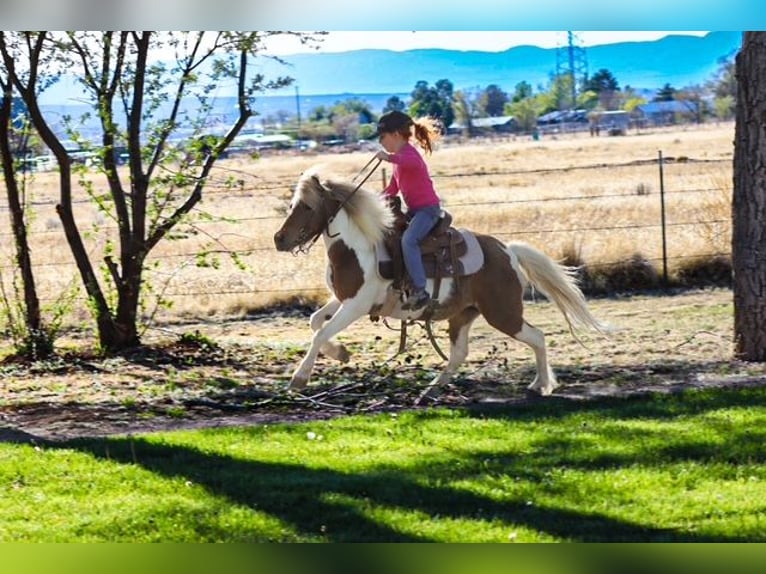 Más ponis/caballos pequeños Yegua 11 años 117 cm Pío in Edgewood