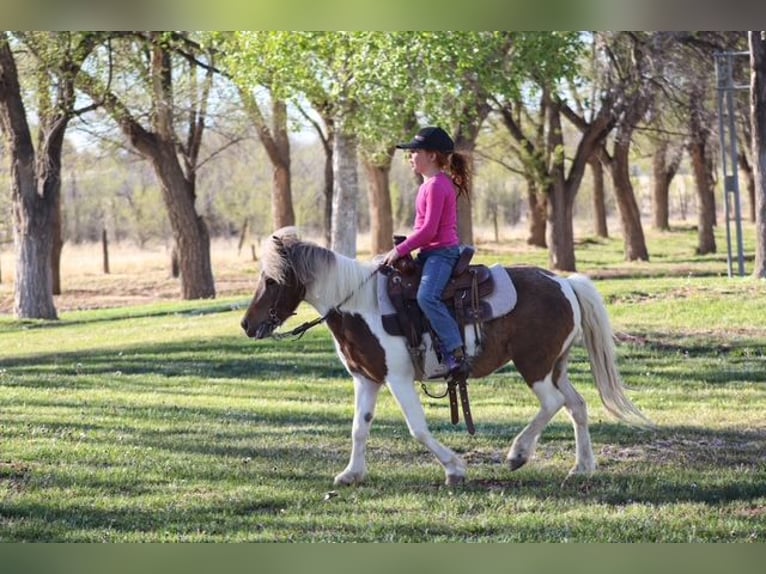 Más ponis/caballos pequeños Yegua 11 años 117 cm Pío in Edgewood