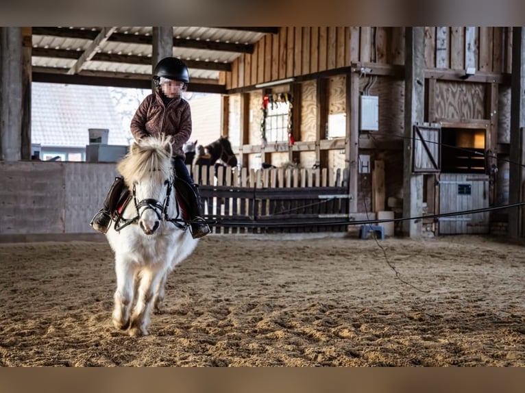 Más ponis/caballos pequeños Yegua 11 años 117 cm Tordo in Plattenburg