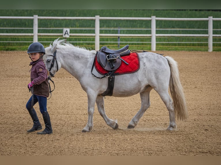Más ponis/caballos pequeños Yegua 11 años 117 cm Tordo in Plattenburg