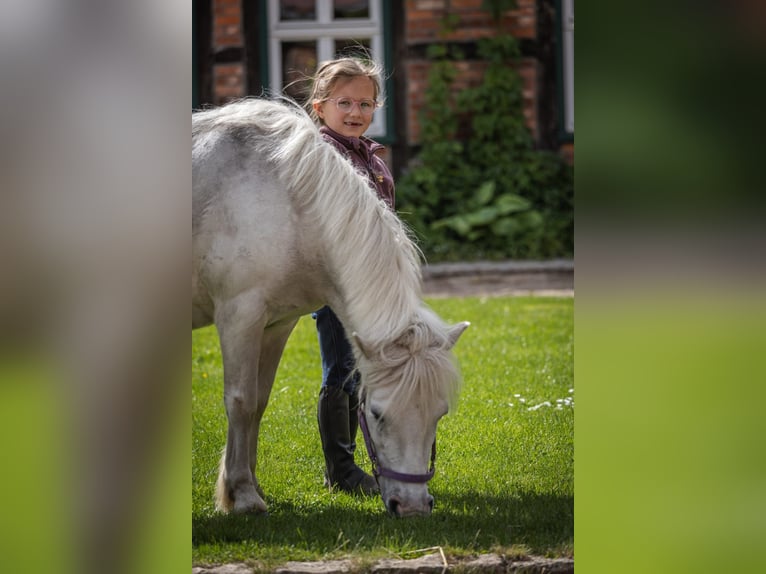 Más ponis/caballos pequeños Yegua 11 años 117 cm Tordo in Plattenburg