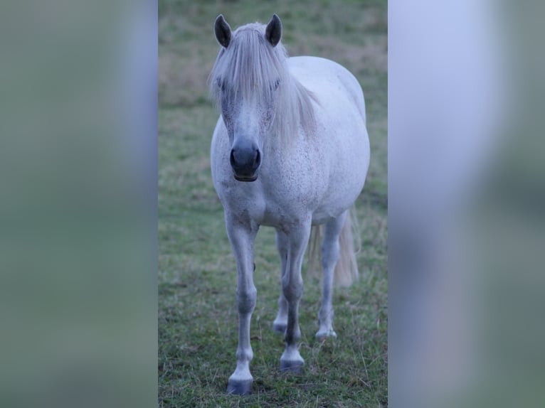 Más ponis/caballos pequeños Mestizo Yegua 11 años 134 cm Tordo picazo in Wiesenburg