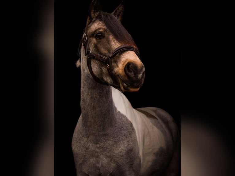 Más ponis/caballos pequeños Mestizo Yegua 11 años 136 cm Pío in Heeze