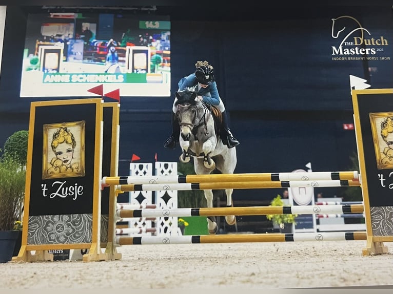 Más ponis/caballos pequeños Mestizo Yegua 11 años 136 cm Pío in Heeze