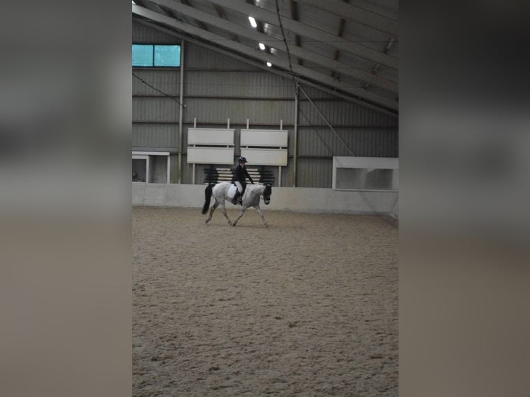 Más ponis/caballos pequeños Mestizo Yegua 11 años 136 cm Pío in Heeze