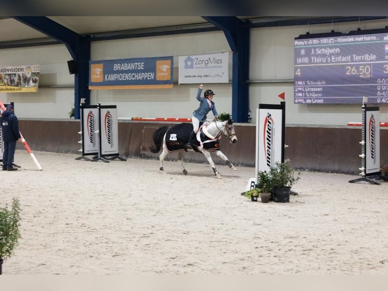 Más ponis/caballos pequeños Mestizo Yegua 11 años 136 cm Pío in Heeze
