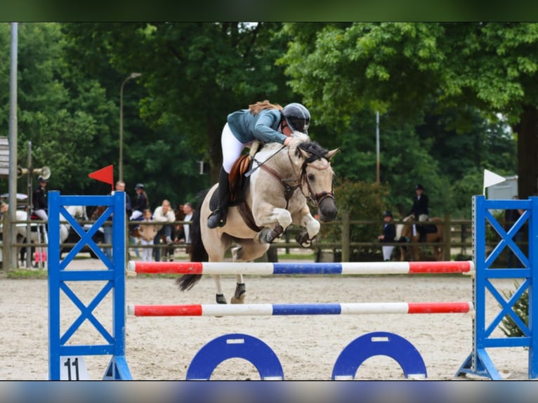 Más ponis/caballos pequeños Mestizo Yegua 11 años 136 cm Pío in Heeze