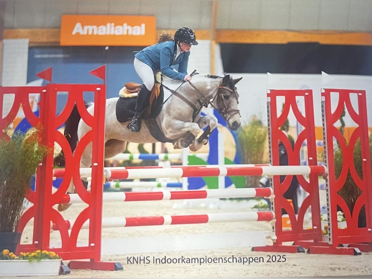 Más ponis/caballos pequeños Mestizo Yegua 11 años 136 cm Pío in Heeze