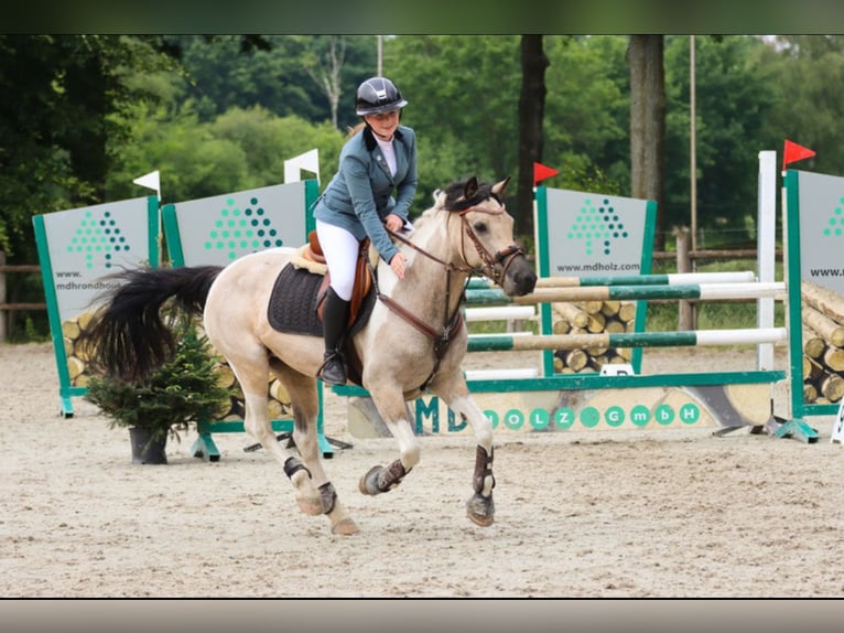 Más ponis/caballos pequeños Mestizo Yegua 11 años 136 cm Pío in Heeze