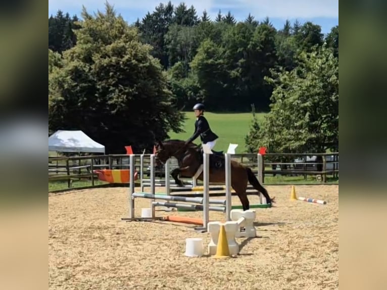 Más ponis/caballos pequeños Yegua 11 años 138 cm Castaño in Urswil