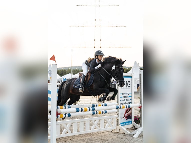 Más ponis/caballos pequeños Mestizo Yegua 11 años 140 cm Pío in Schweich