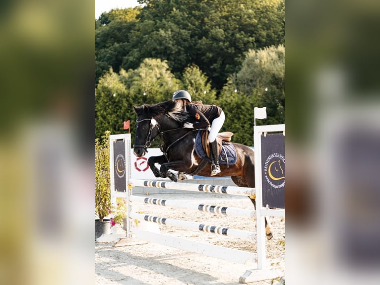 Más ponis/caballos pequeños Mestizo Yegua 11 años 140 cm Pío in Schweich