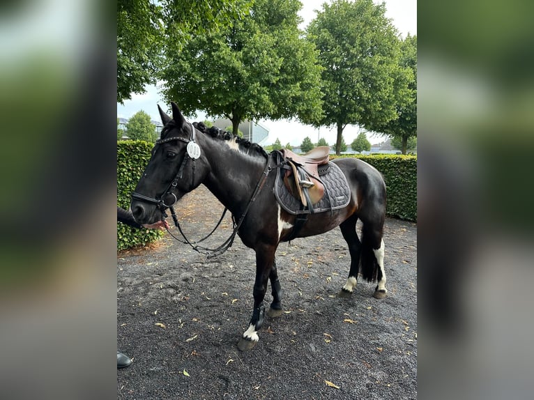 Más ponis/caballos pequeños Mestizo Yegua 11 años 140 cm Pío in Schweich