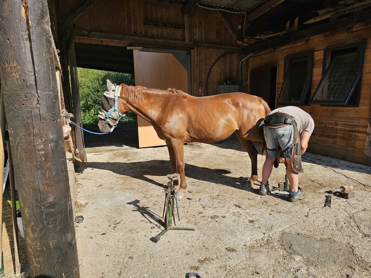 Más ponis/caballos pequeños Mestizo Yegua 11 años 145 cm Alazán in Wilhelmsburg
