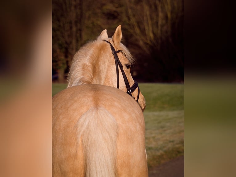 Más ponis/caballos pequeños Yegua 11 años 146 cm Palomino in Kassel