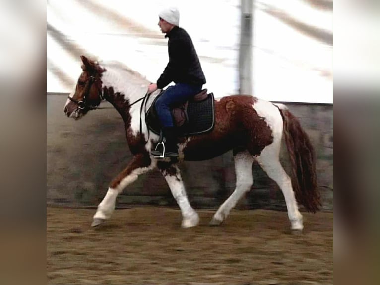 Más ponis/caballos pequeños Yegua 11 años 147 cm Pío in B&#xE9;k&#xE9;scsaba