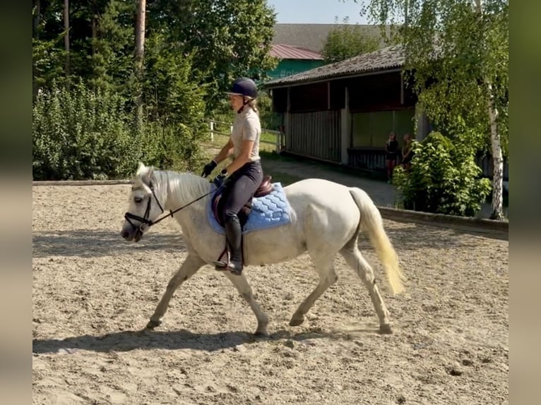 Más ponis/caballos pequeños Yegua 11 años 147 cm Tordo in Davidschlag