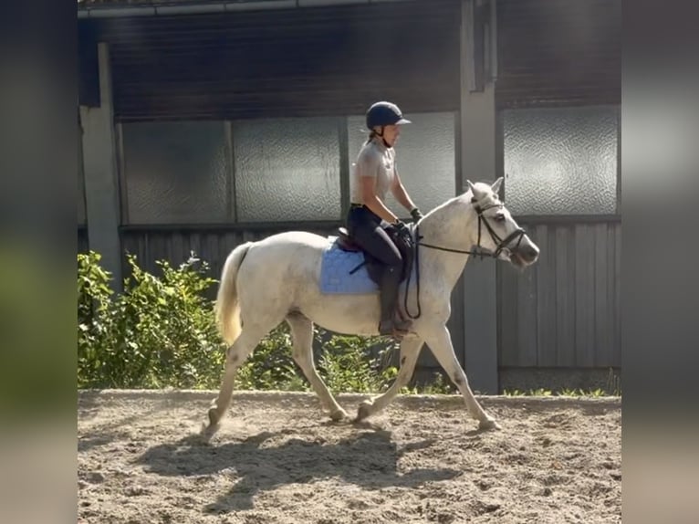 Más ponis/caballos pequeños Yegua 11 años 147 cm Tordo in Davidschlag