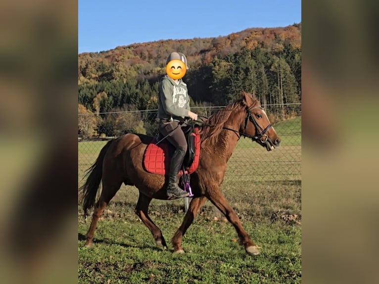 Más ponis/caballos pequeños Mestizo Yegua 11 años 148 cm Alazán in Wilhelmsburg Más ponis/caballos pequeños Mestizo Yegua 11 años 148 cm Alazán in Wilhelmsburg