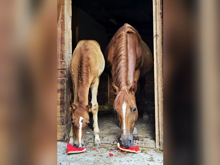 Más ponis/caballos pequeños Mestizo Yegua 11 años 148 cm Alazán in Wilhelmsburg Más ponis/caballos pequeños Mestizo Yegua 11 años 148 cm Alazán in Wilhelmsburg