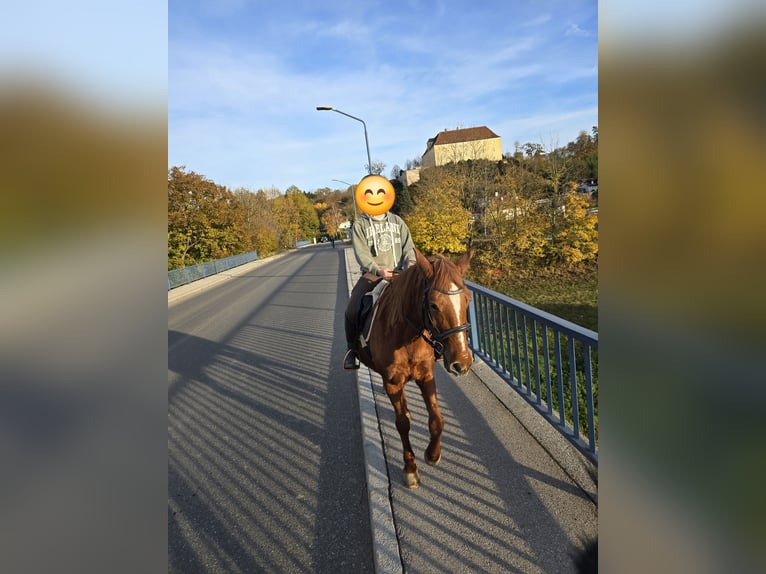 Más ponis/caballos pequeños Mestizo Yegua 11 años 148 cm Alazán in Wilhelmsburg