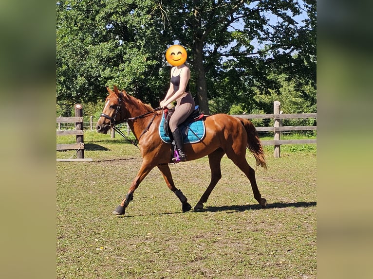 Más ponis/caballos pequeños Mestizo Yegua 11 años 148 cm Alazán in Wilhelmsburg