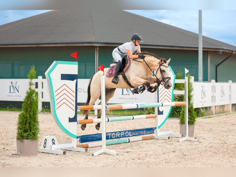 Más ponis/caballos pequeños Mestizo Yegua 11 años 150 cm Bayo in Kamień pomorski