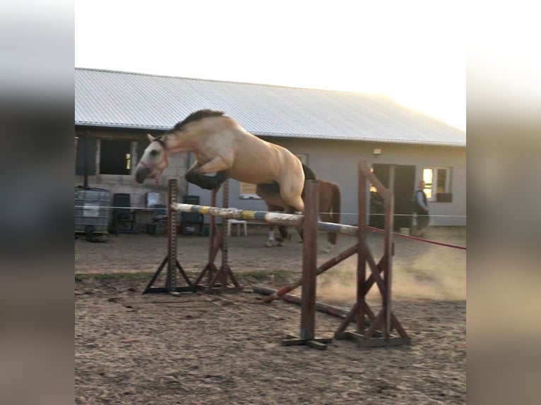 Más ponis/caballos pequeños Mestizo Yegua 11 años 150 cm Bayo in Kamień pomorski