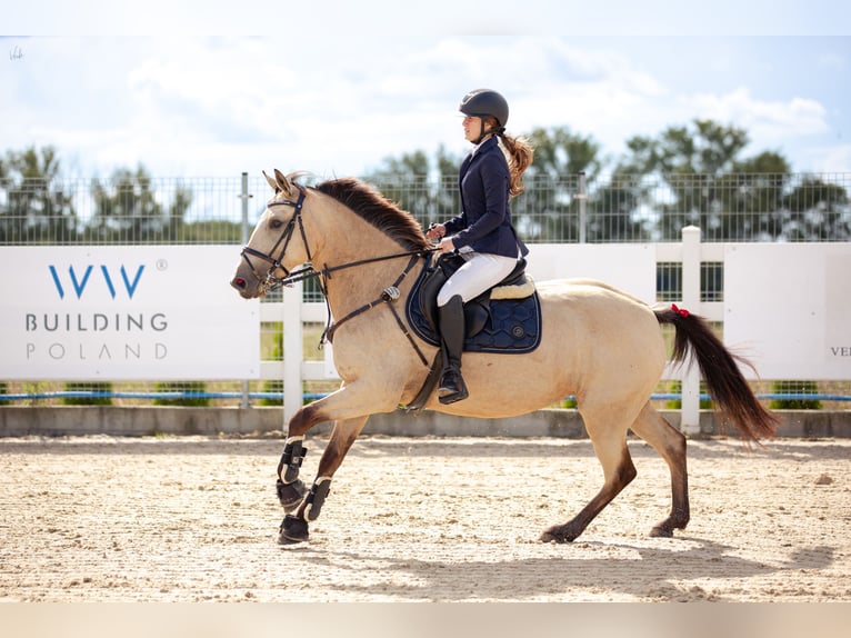 Más ponis/caballos pequeños Mestizo Yegua 11 años 150 cm Bayo in Kamień pomorski