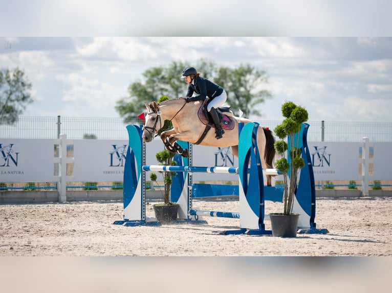 Más ponis/caballos pequeños Mestizo Yegua 11 años 150 cm Bayo in Kamień pomorski