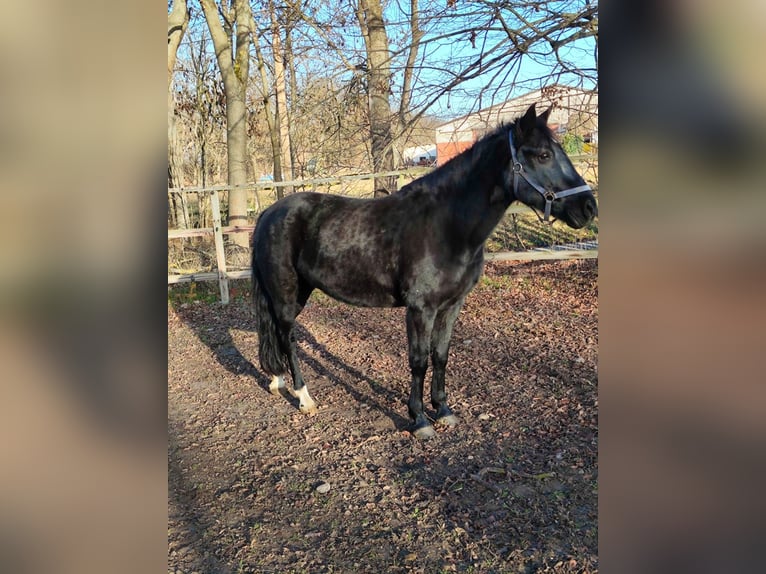 Más ponis/caballos pequeños Yegua 11 años 152 cm Negro in Vienenburg