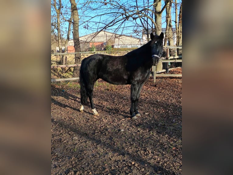 Más ponis/caballos pequeños Yegua 11 años 152 cm Negro in Vienenburg