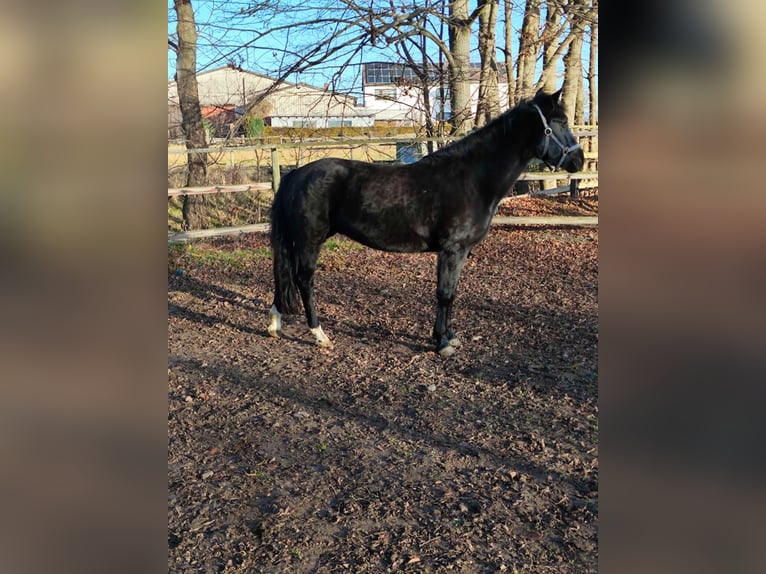 Más ponis/caballos pequeños Yegua 11 años 152 cm Negro in Vienenburg