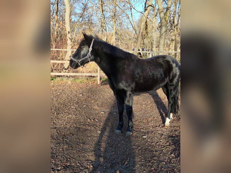 Más ponis/caballos pequeños Yegua 11 años 152 cm Negro in Vienenburg
