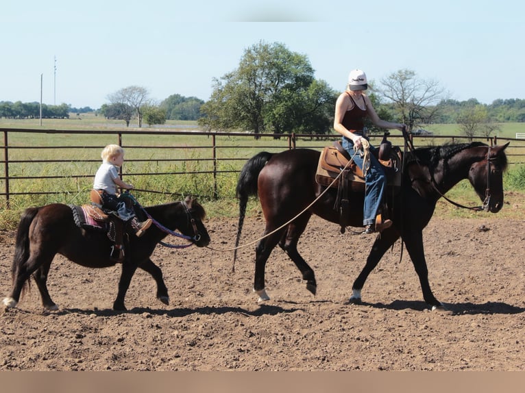 Más ponis/caballos pequeños Yegua 11 años 94 cm Negro in Mount Vernon