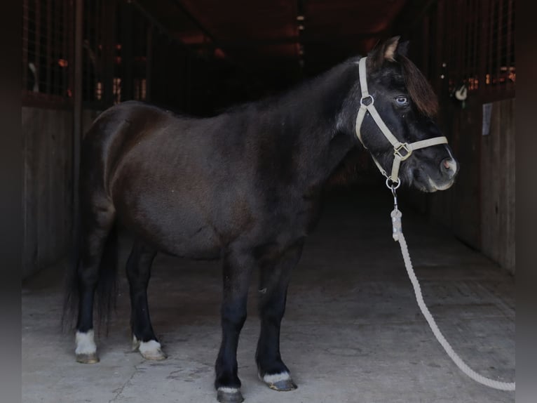 Más ponis/caballos pequeños Yegua 11 años 94 cm Negro in Mount Vernon