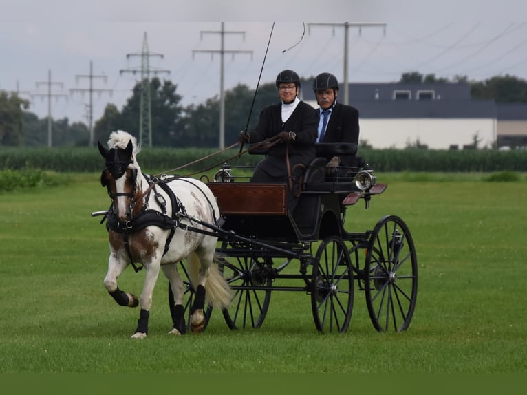 Más ponis/caballos pequeños Yegua 11 años Pío in Wettringen