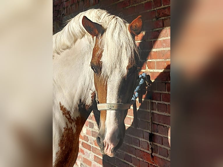 Más ponis/caballos pequeños Yegua 11 años Pío in Wettringen