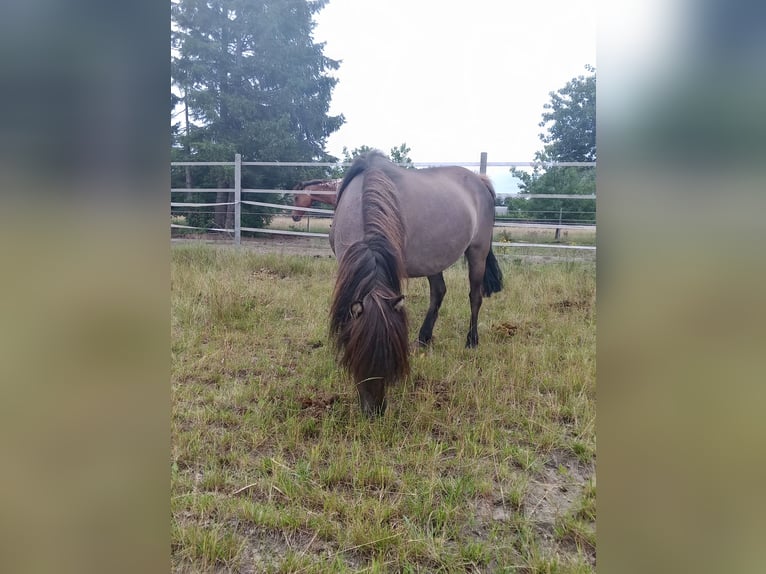 Más ponis/caballos pequeños Yegua 12 años 115 cm Bayo in Hamburg