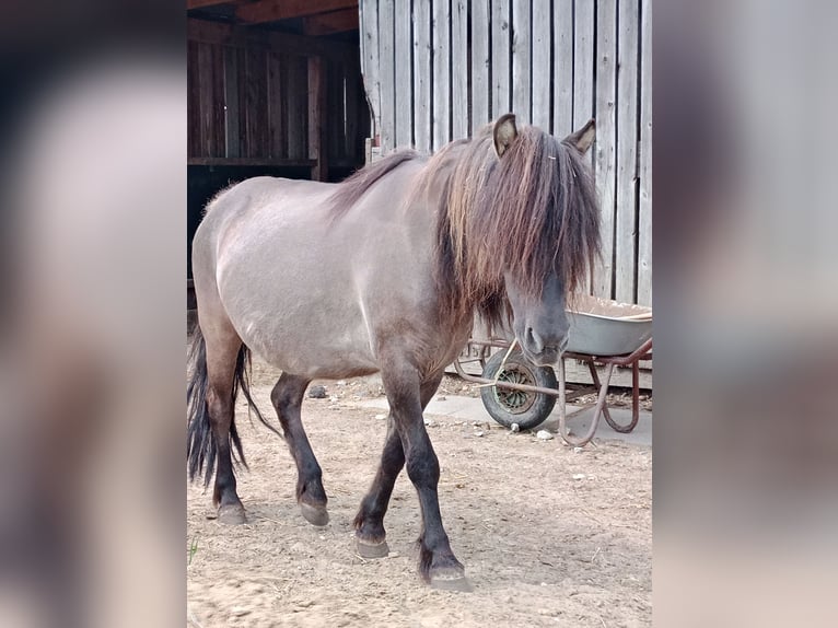 Más ponis/caballos pequeños Yegua 12 años 115 cm Bayo in Hamburg