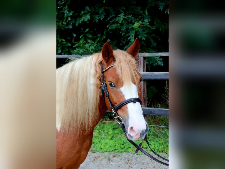 Más ponis/caballos pequeños Yegua 12 años 130 cm Pío in Meppen