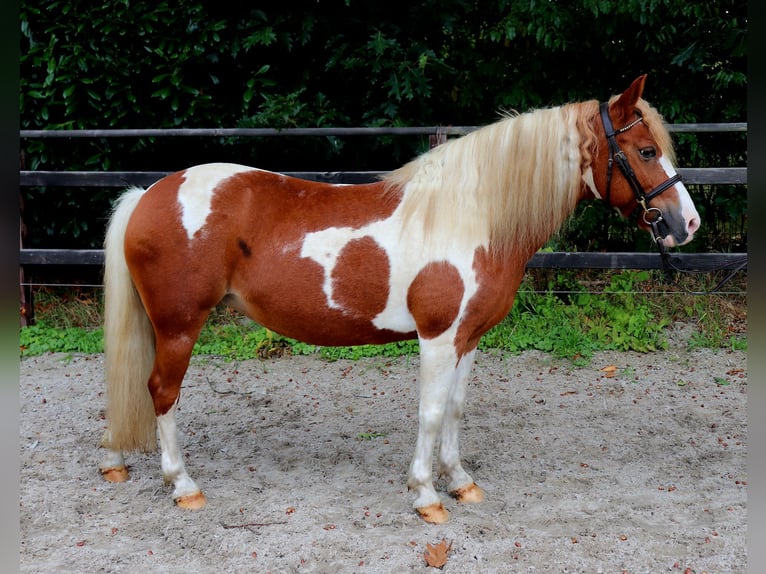 Más ponis/caballos pequeños Yegua 12 años 130 cm Pío in Meppen