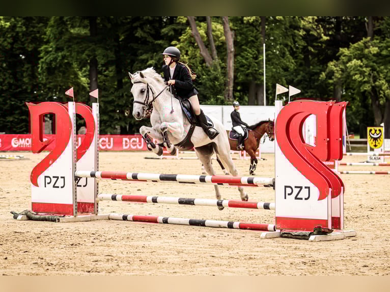 Más ponis/caballos pequeños Mestizo Yegua 12 años 145 cm Tordo in Trzebnica